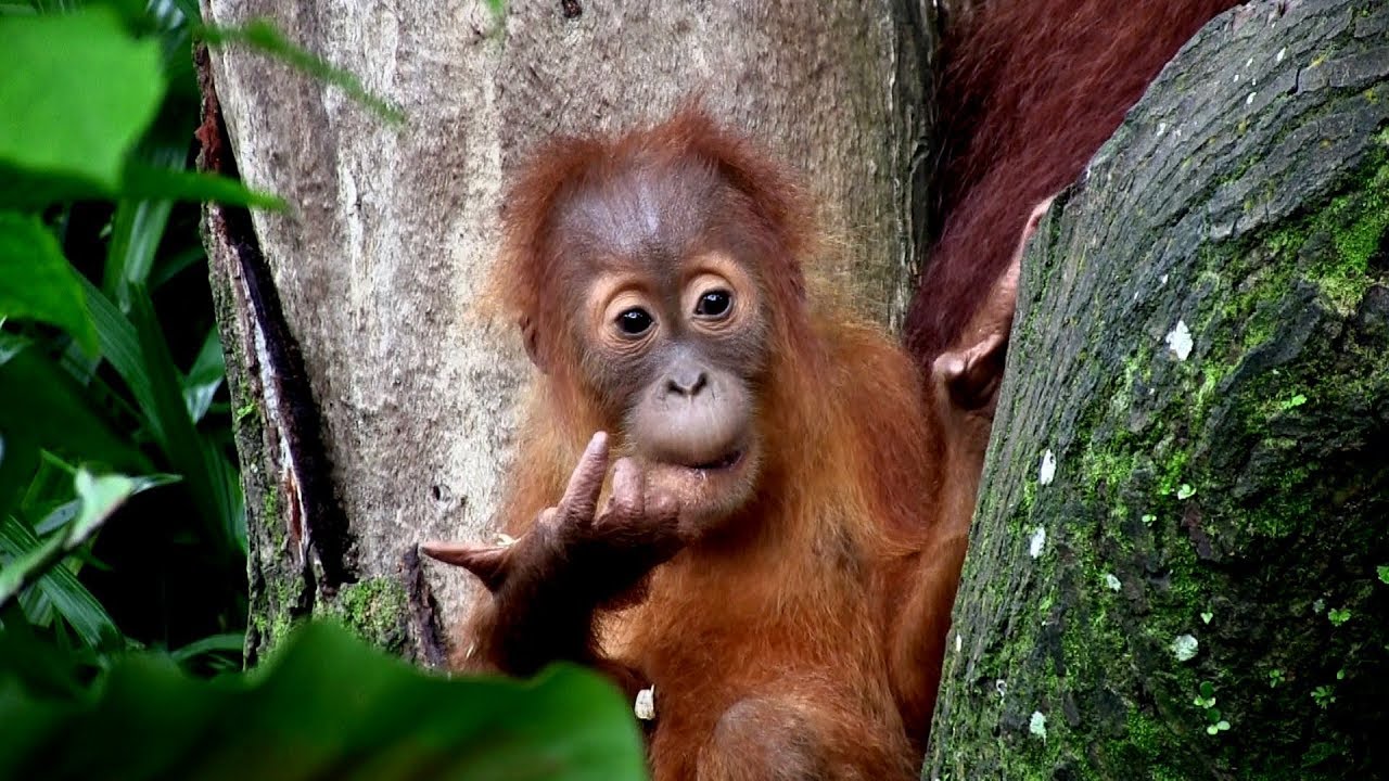 Orang Utans 4K