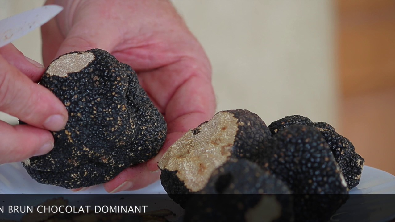 Truffe d’été (tuber aestivum) : savoir contrôler sa qualité