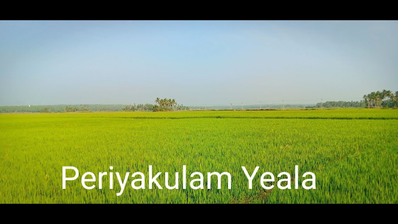 பெரியகுளம் ஏலா | Periyakulam vayal | Paddy Cultivation