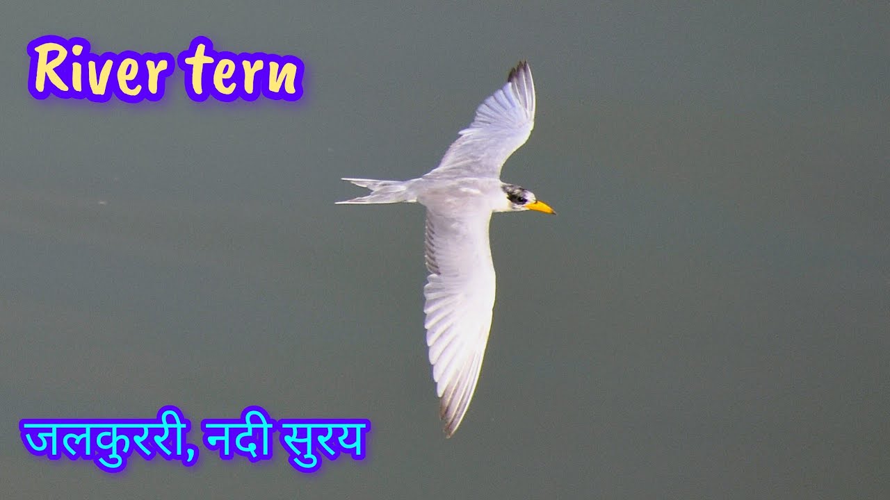 River-terns a bird belonging to the 'gulls' class #wetlandbirds#riverlife#soundofbirds#wingedhorizon