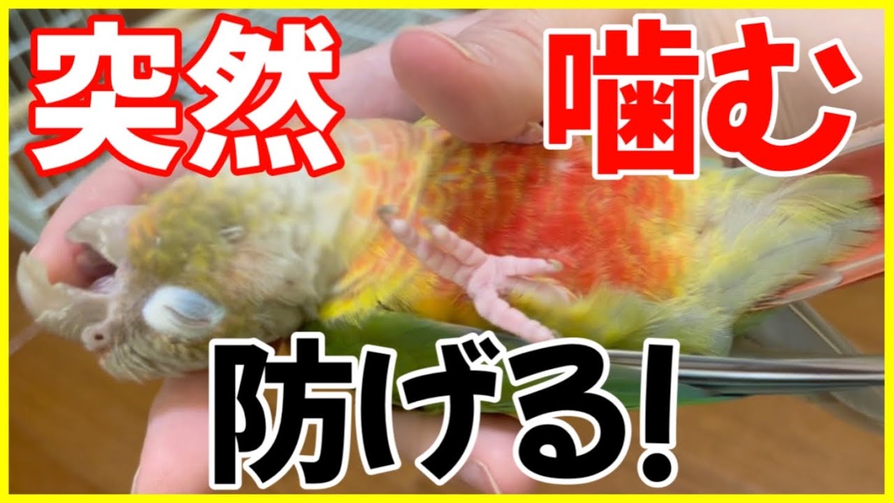 ウロコインコが噛む5つの理由に気づけばもう噛まれない！