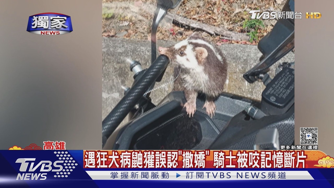 #獨家 遇狂犬病鼬獾誤認撒嬌被咬! 　騎士記憶斷片急奔百公里就醫｜TVBS新聞 @TVBSNEWS02