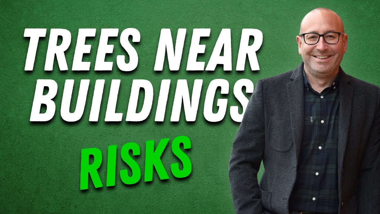 Trees Near Buildings: Understanding the Risks and Managing Them Safely