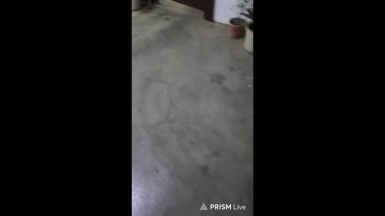 Tiny paws ,big chaos 🐶✨....#dogs 