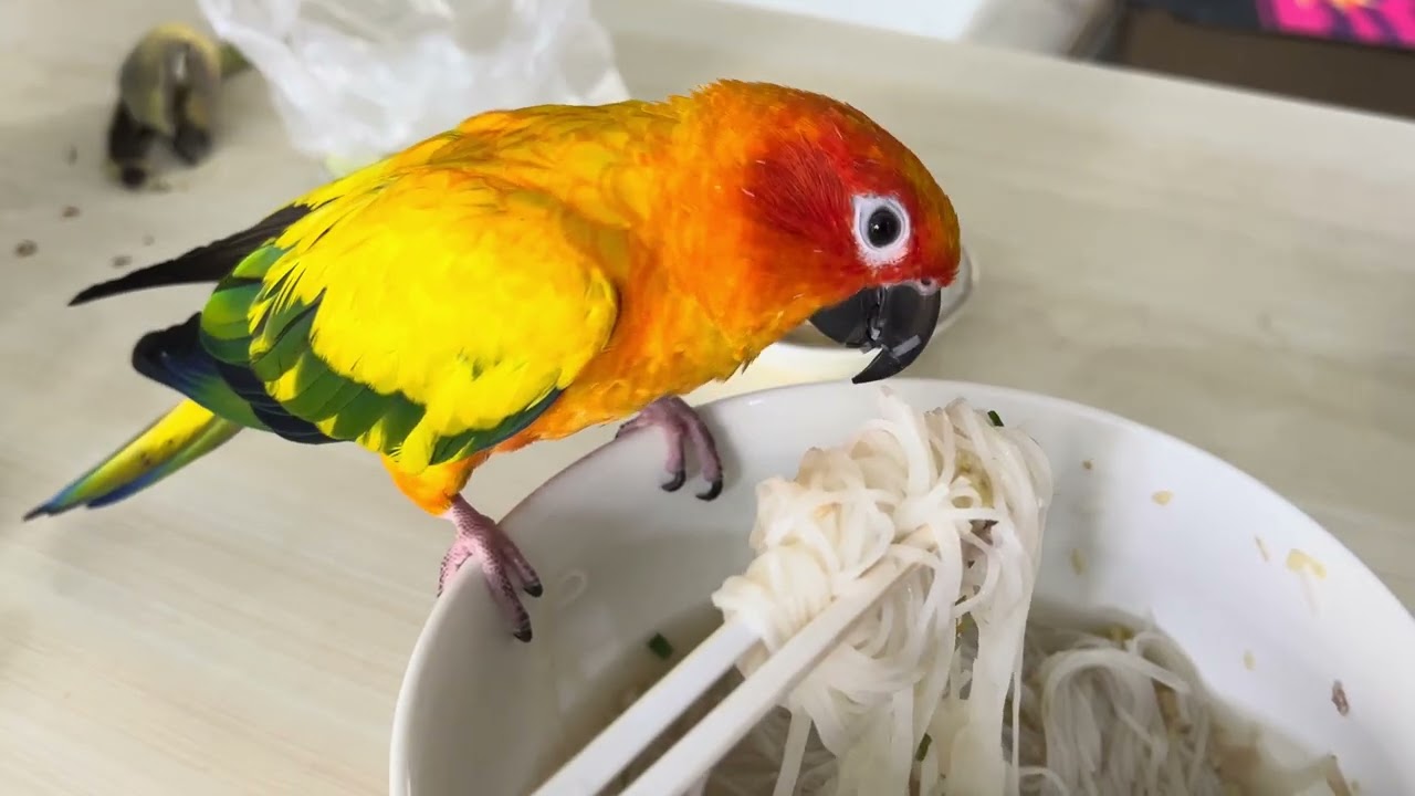 Parrot Julie eating Chinese noodles 