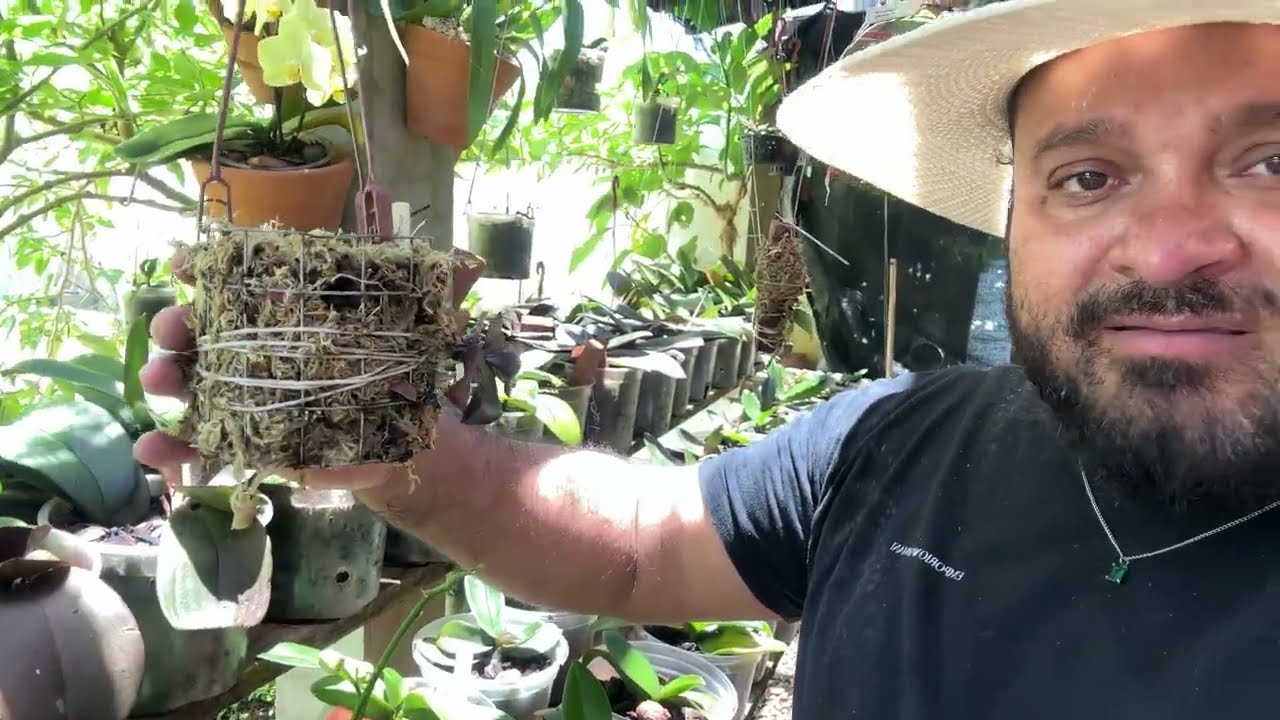 PHALAENOPSIS ESPECIES:COMO CULTIVAR???
