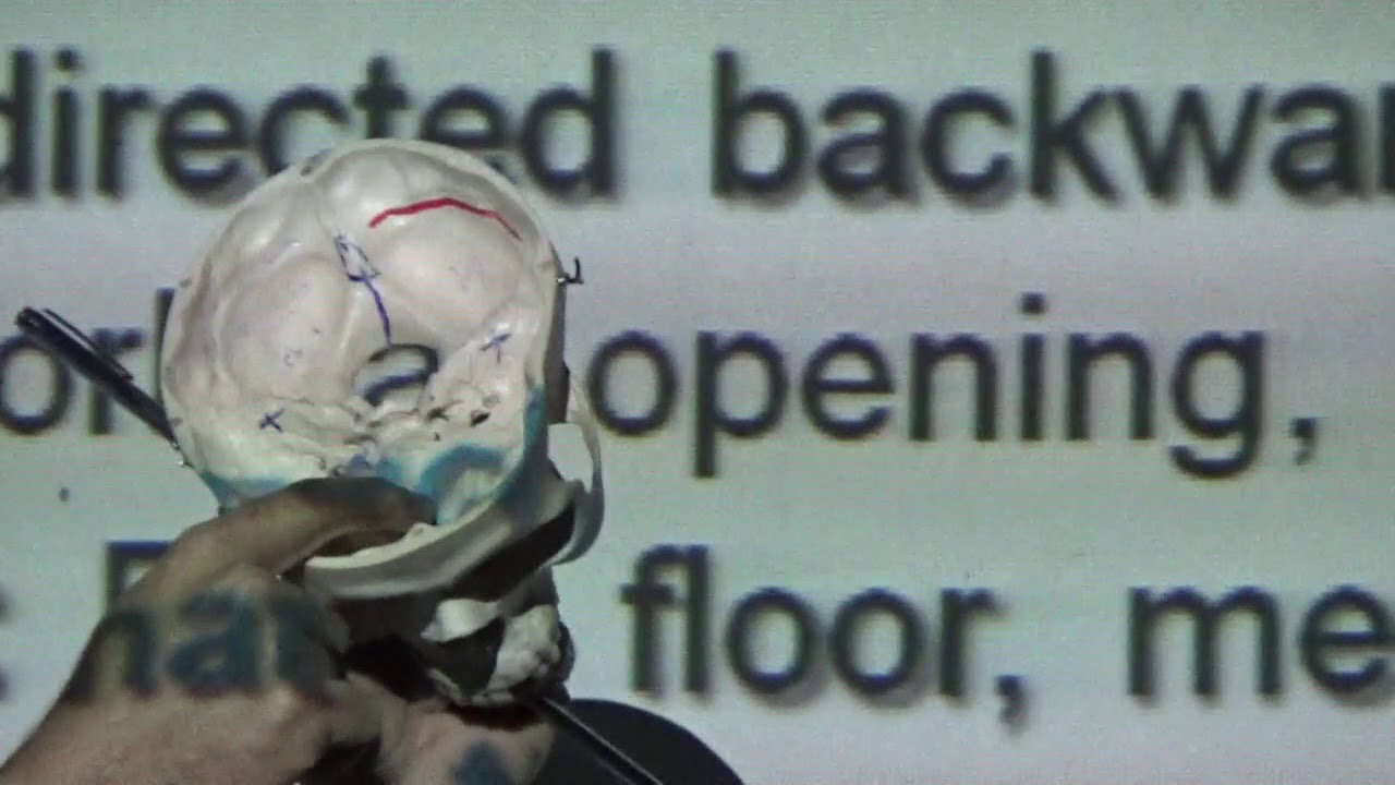 Anatomy Lecture of the Eye - Dr.Mohammed Ramadan