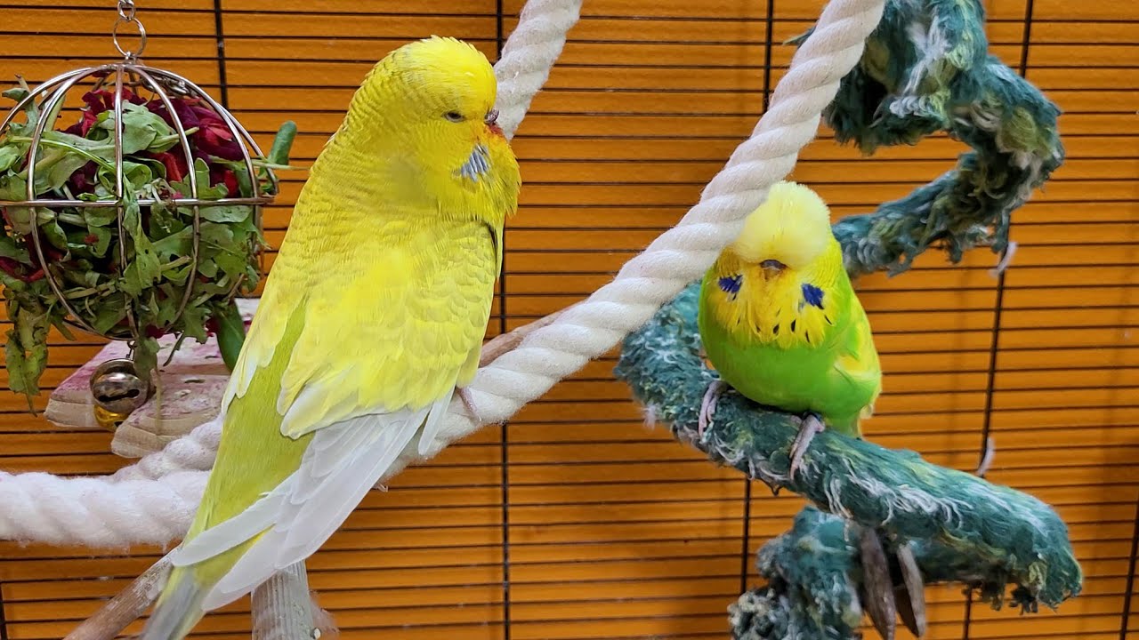 7 hours of budgie sounds to encourage your parrot to eat and sing