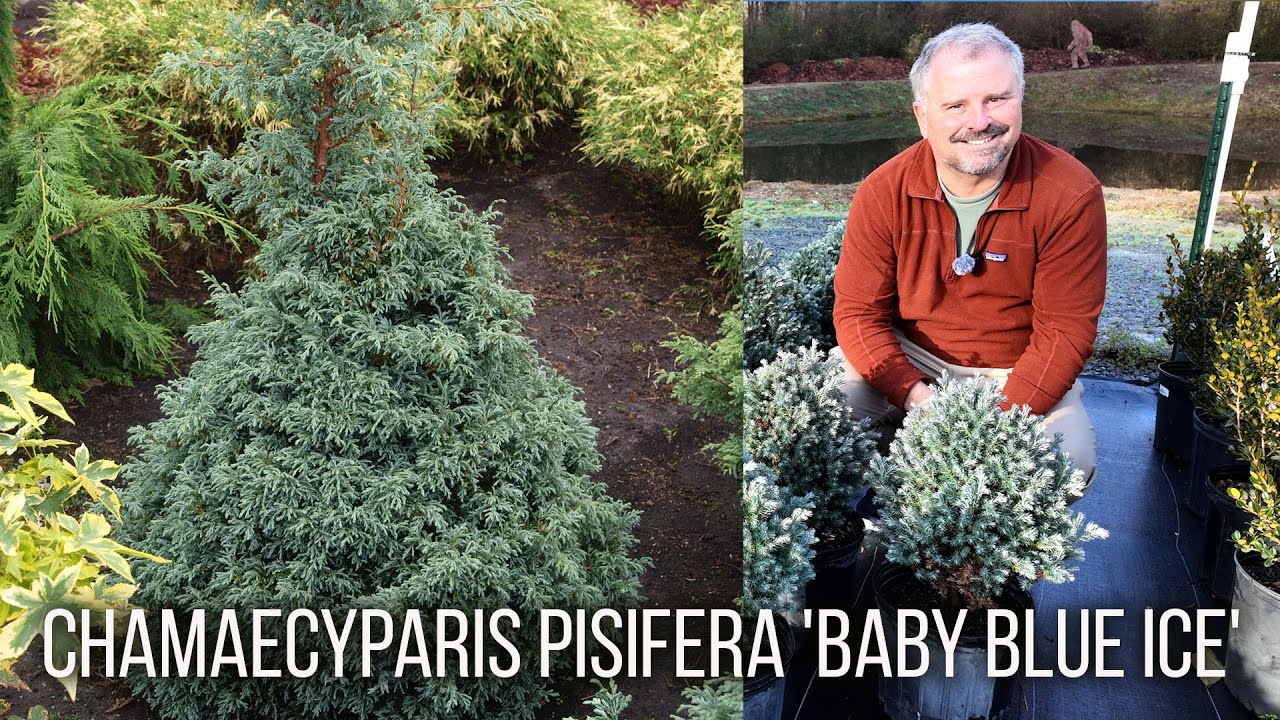 Chamaecyparis pisifera 'Baby Blue Ice' - Dwarf Sawara Cypress