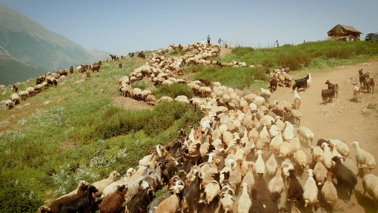 The dance of wild horses and the sound of sheep: a journey to the pristine world of nomads