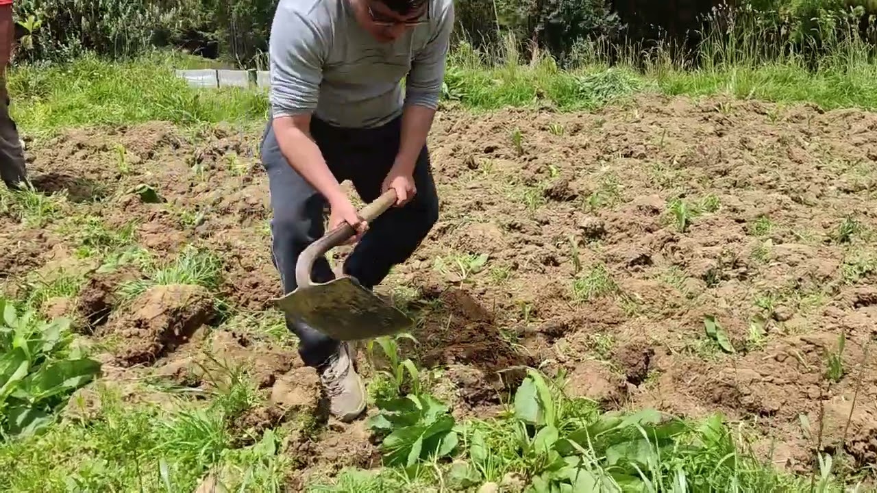 DESHIERBE DE MA&Iacute;Z EN LA CHACRA DE  MIS PADRES