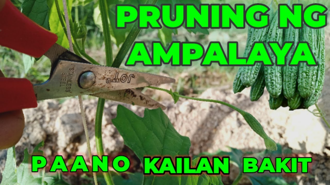 GAANO KAHALAGA ANG PAGPUPRUNING NG AMPALAYA