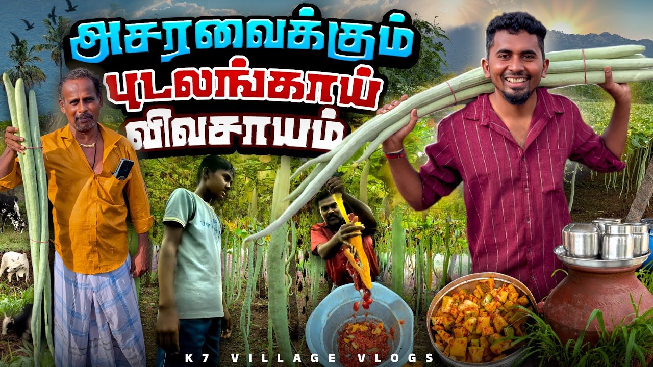 🔥ஆச்சர்யமூட்டும் 🇮🇳நாட்டு புடலங்காய்🍐 விவசாயம்😍 | Dindigul Sirumalai Farming | K7