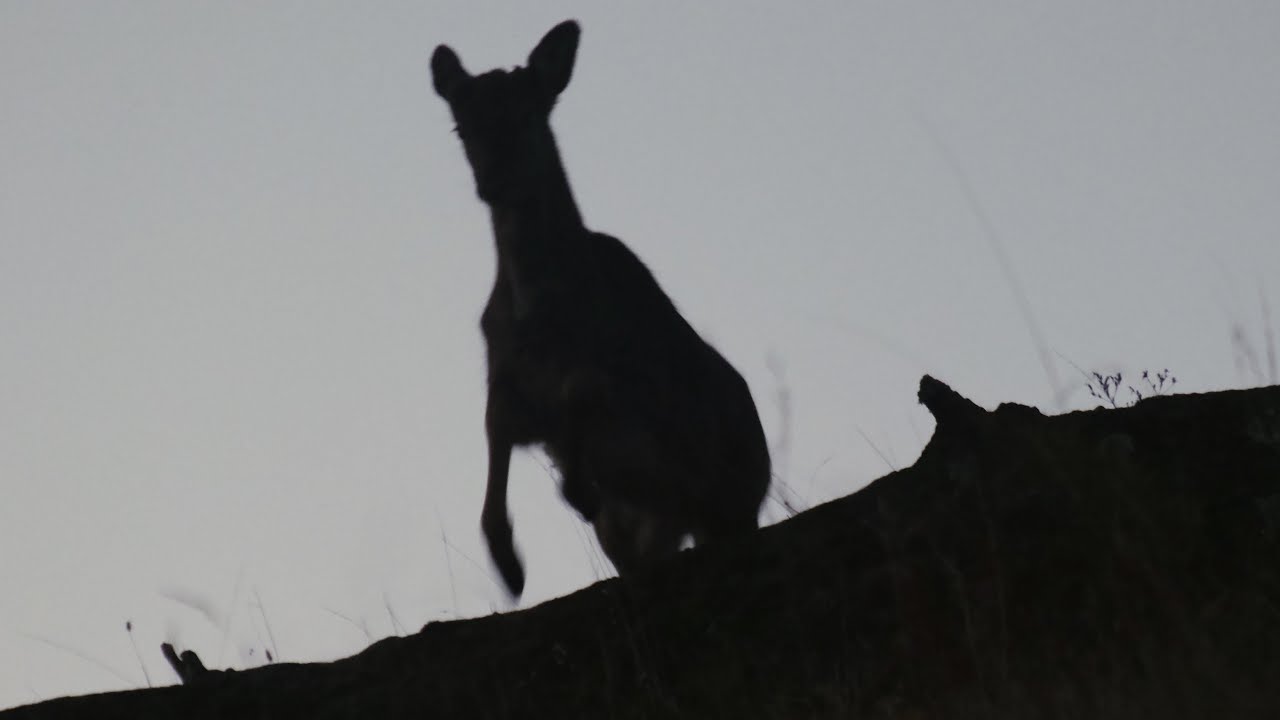 Deer None Dog One
