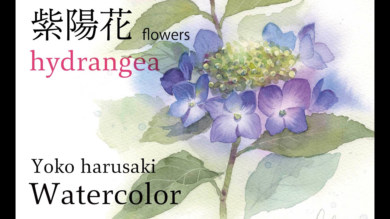 水彩画  紫陽花の描き方 How to draw watercolors［hydrangea］春崎陽子　Yoko harusaki