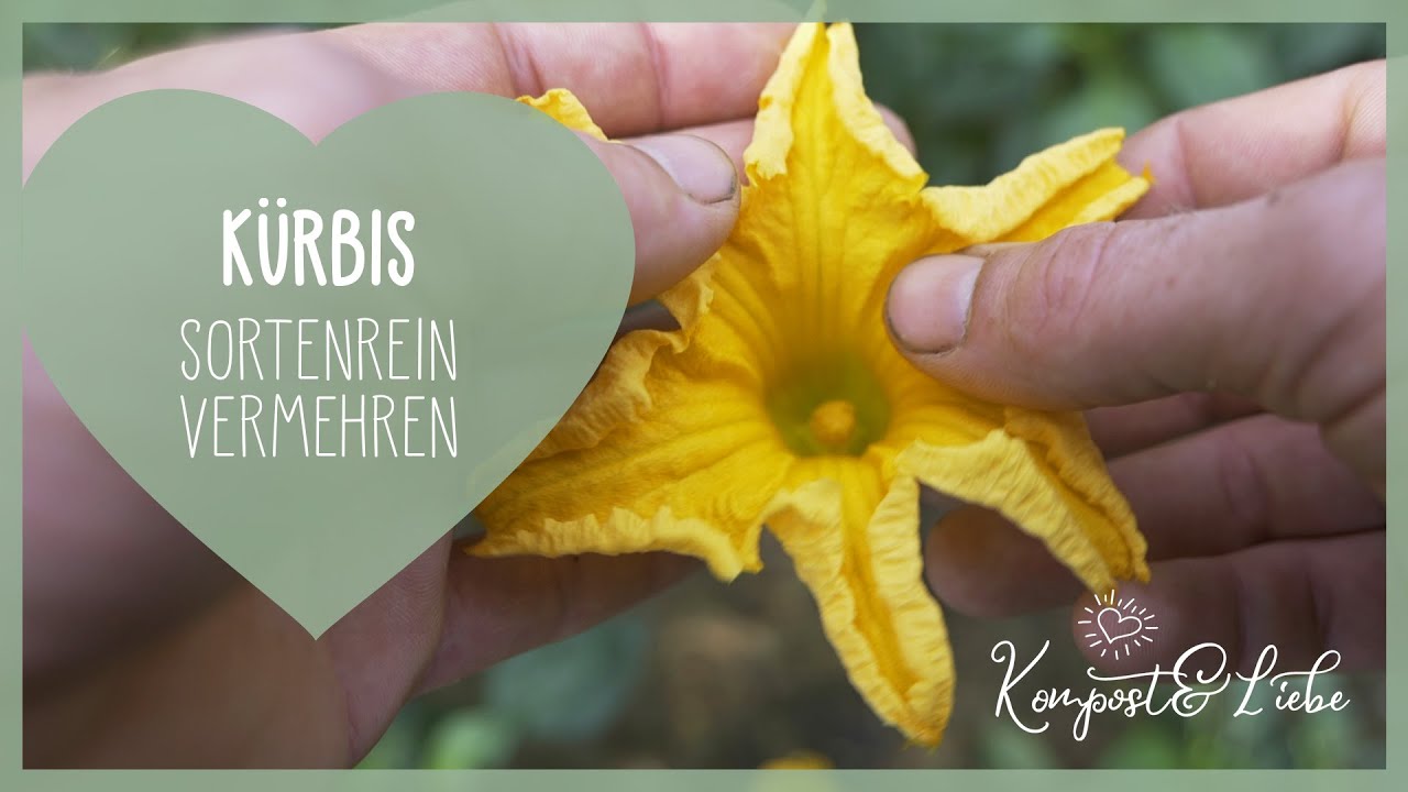 🎃 Kürbis sortenrein vermehren ✋ Kürbis per Hand bestäuben und Saatgut sammeln