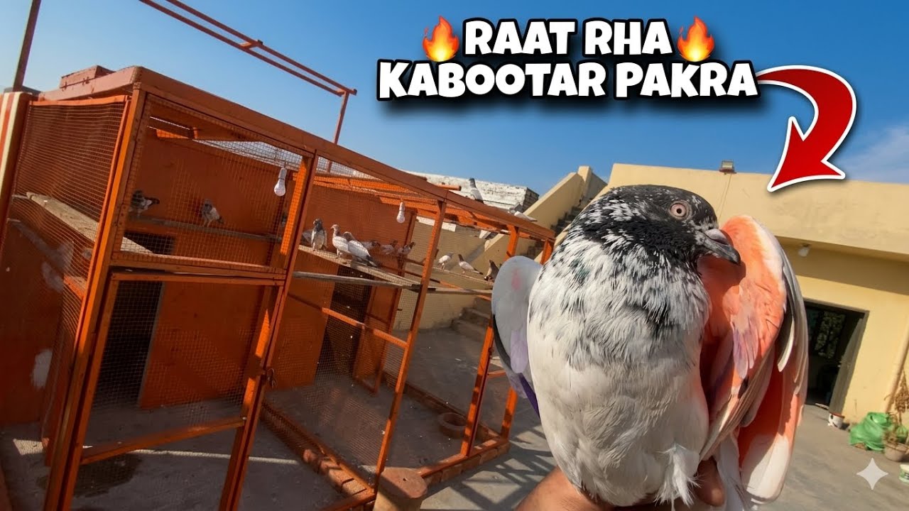 Kisi Ka Bahdur Kabootar Pakra - Sami Rajpoot