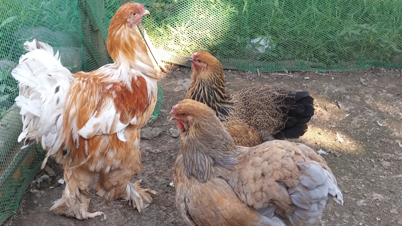 BRAHMA CHICKEN UMPISA NA SA PAGPAPARAMI