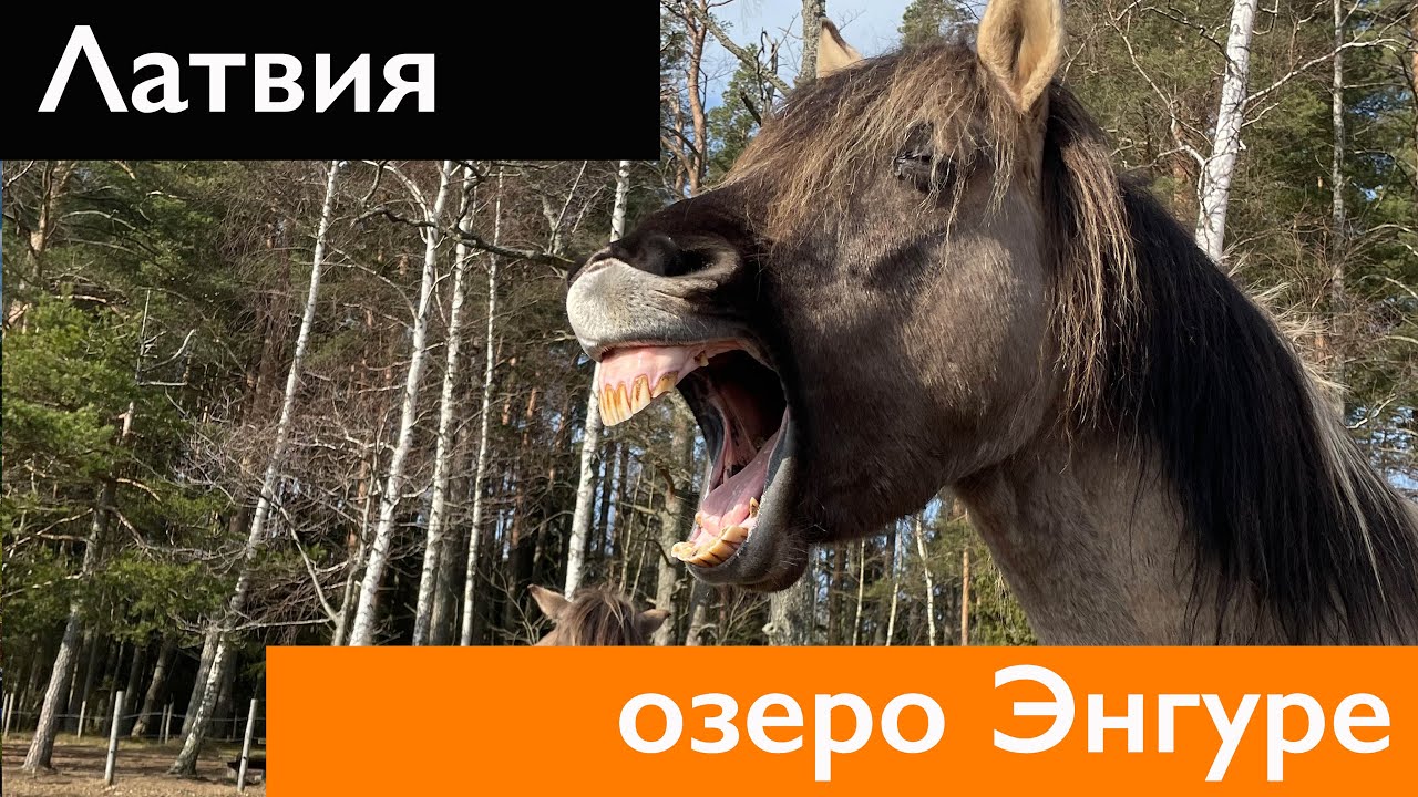 ЛАТВИЯ ГЛАЗАМИ РОССИЯН. Озеро Энгуре. Птичий заповедник Латвии. Дикие коровы и лошади.