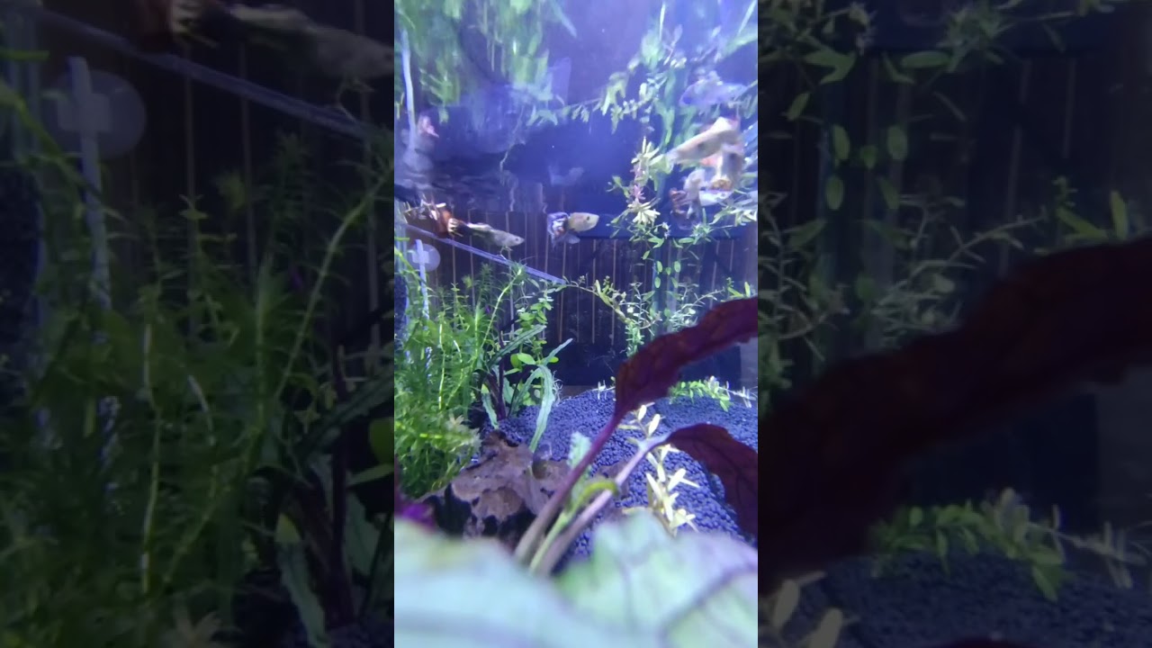 14 fish