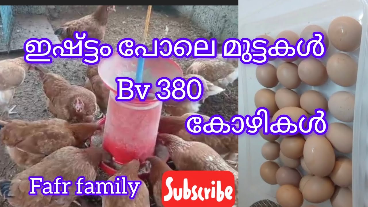 അഞ്ചുമാസംകൊണ്ട് മുട്ട ഇടാൻ തുടങ്ങി /bv380 ഇനം കോഴികൾ #poultryfarm#youtube #trending 