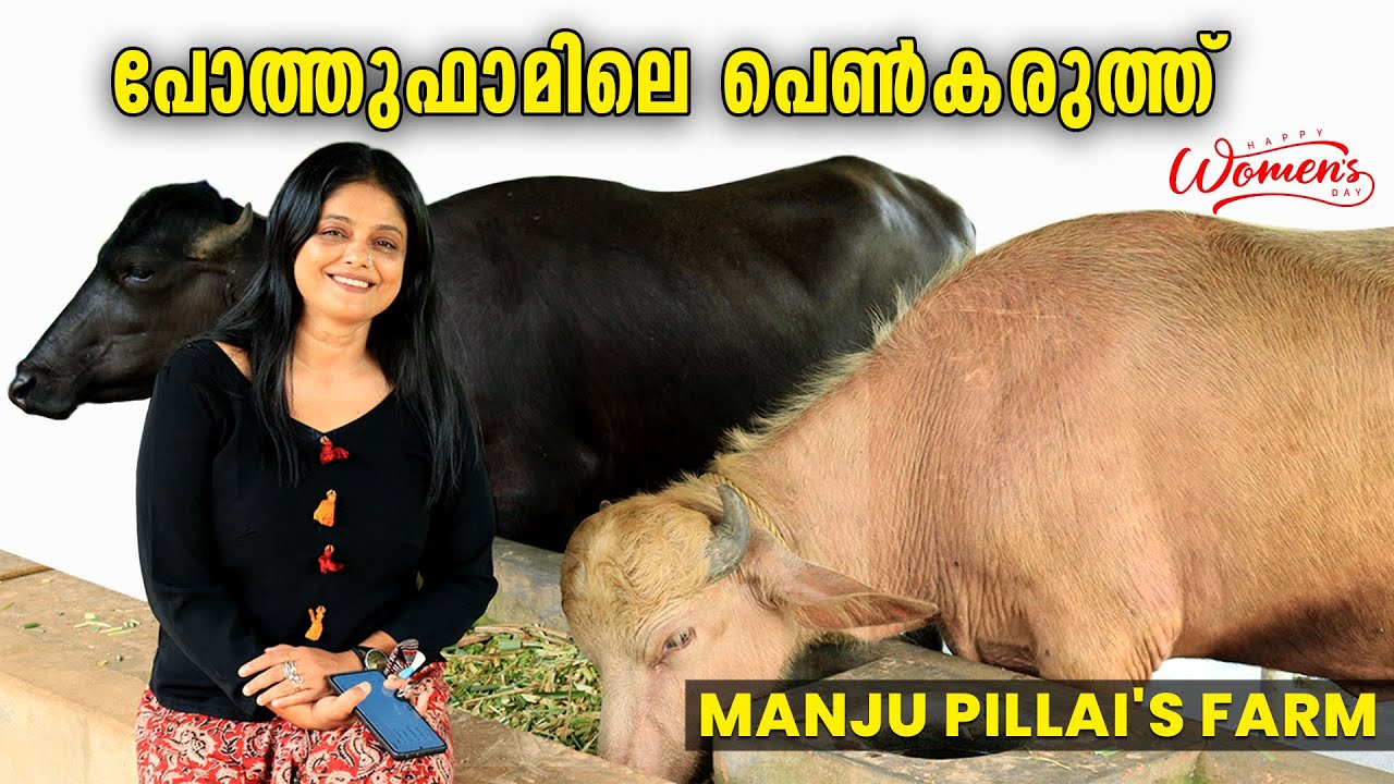പോത്തു ഫാമിലെ പെൺകരുത്ത് | Actress Manju Pillai's Farm | Pilla's Farm Fresh | livestories