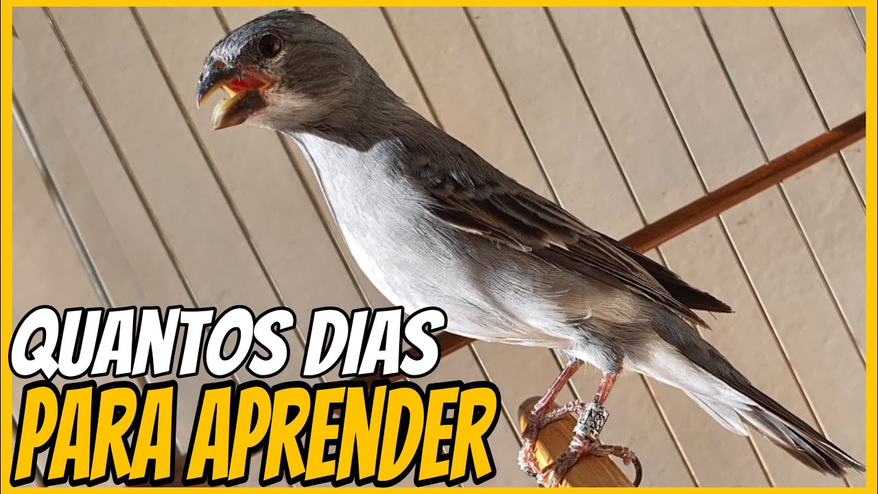 QUANTOS DIAS LEVA PARA O PAPA-CAPIM PARDINHO CANTA TUÍ TUÍ