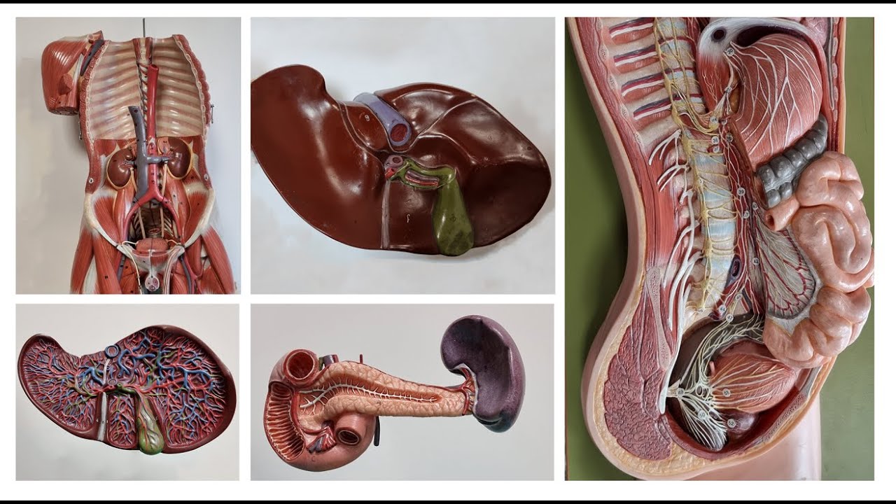 Sindirim kanalının (canalis digestorius) arterleri- 1. bölüm (Pratik)