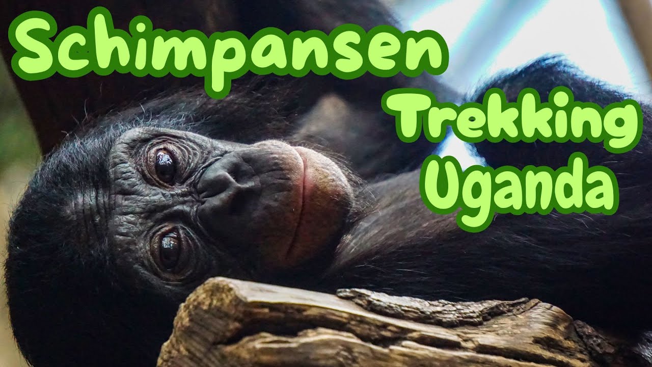Wildes Uganda I Schimpansen Trekking UGANDA I Kibale Forest Nationalpark I Uganda