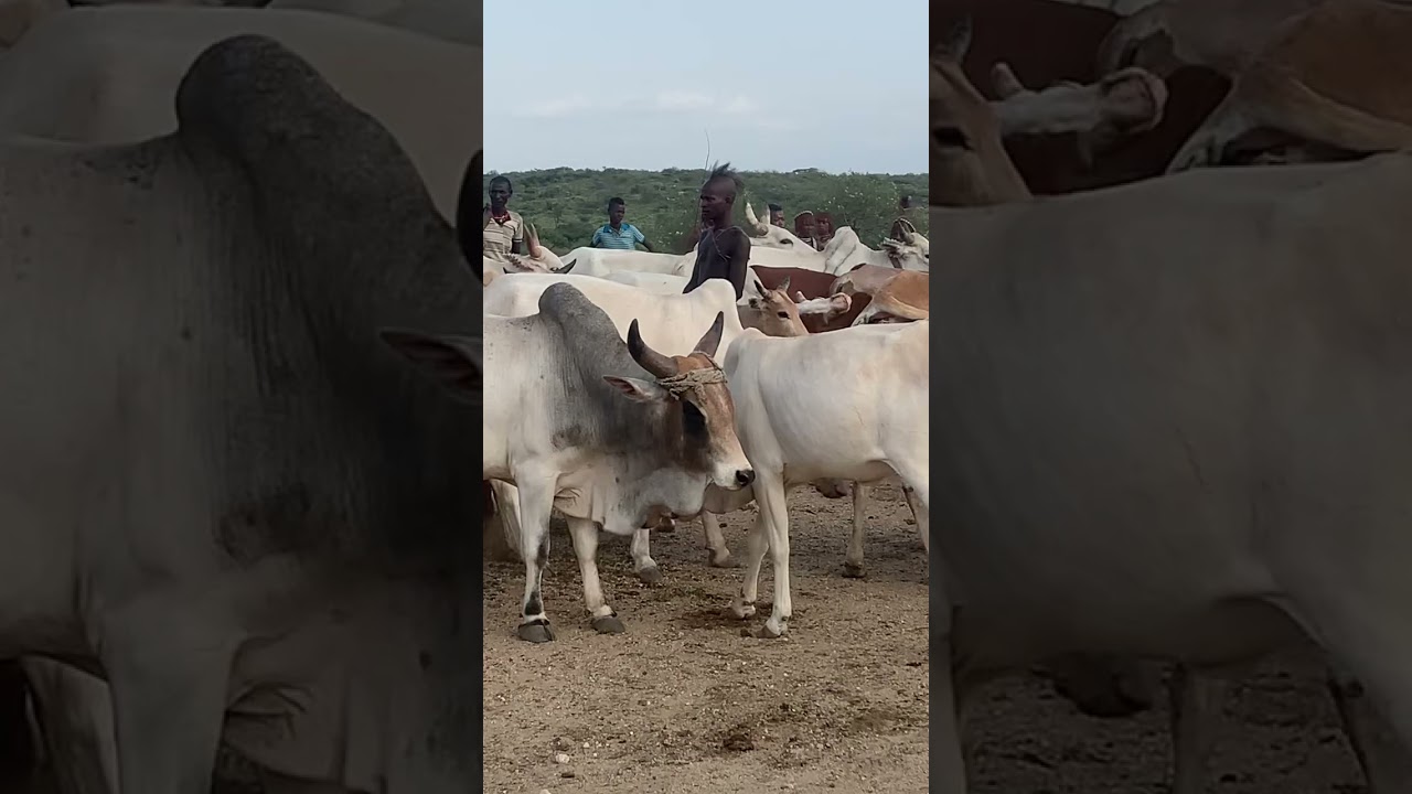 Bull Jumping Ceremony  in Hamer Village