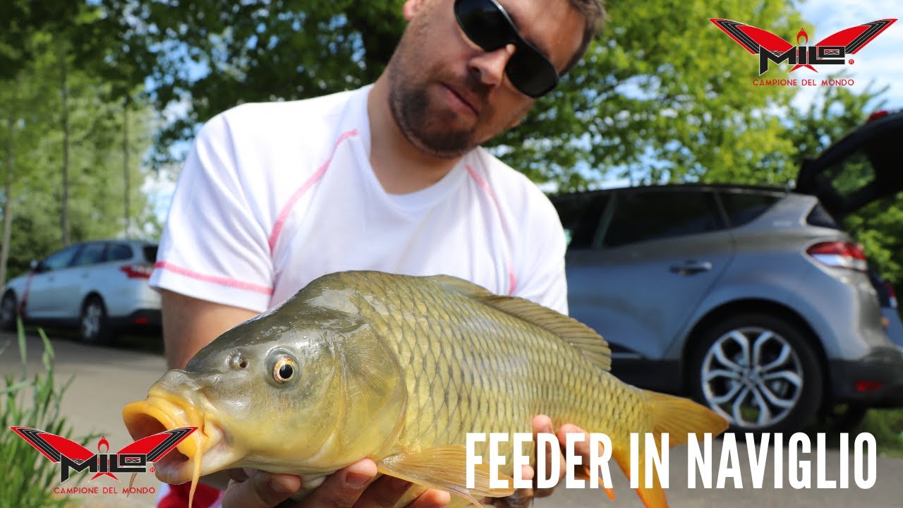 MILO TV - Feeder in Naviglio