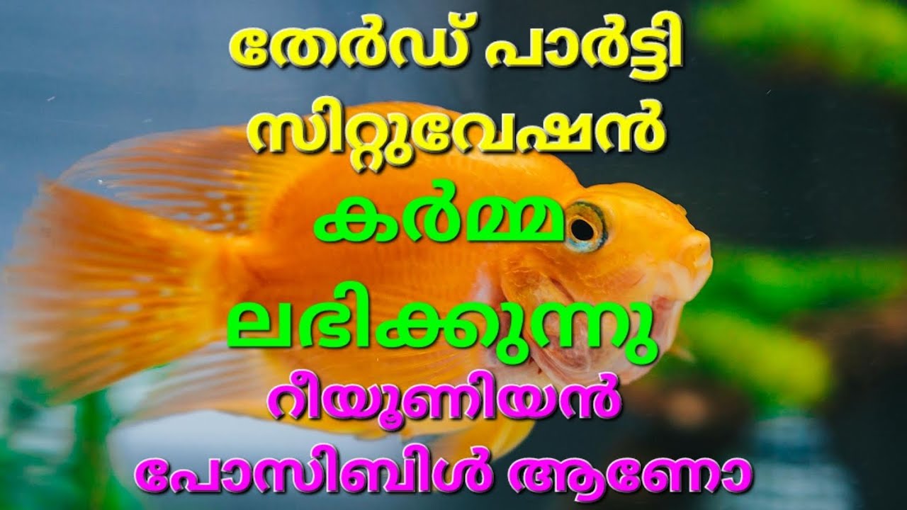 ✨🧿♦️ പേർസണും തേഡ് പാർട്ടിക്കും കർമ്മ, റീയൂണിയൻ സാധ്യമാണോ?