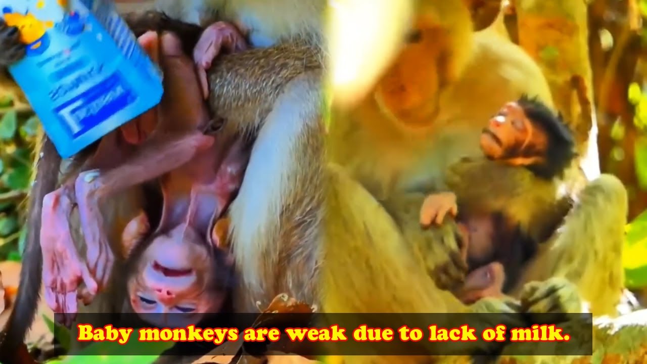 A mother monkey is running out of milk, and her baby is on the verge of death!