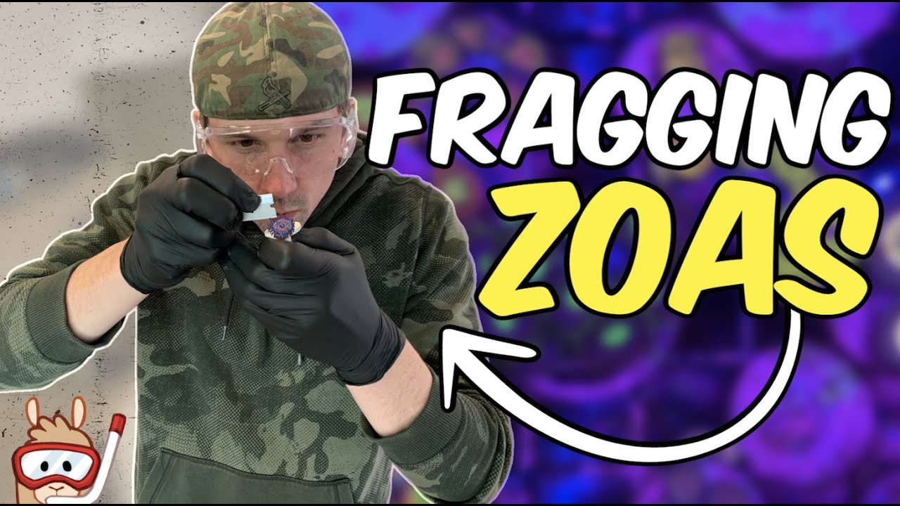 How I Frag Zoanthids