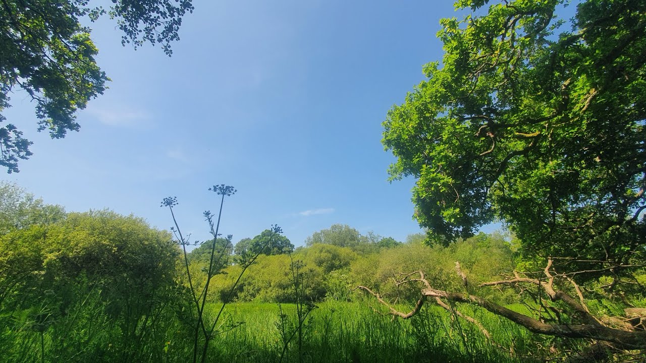 Woodland Adventures English Forest Dorset