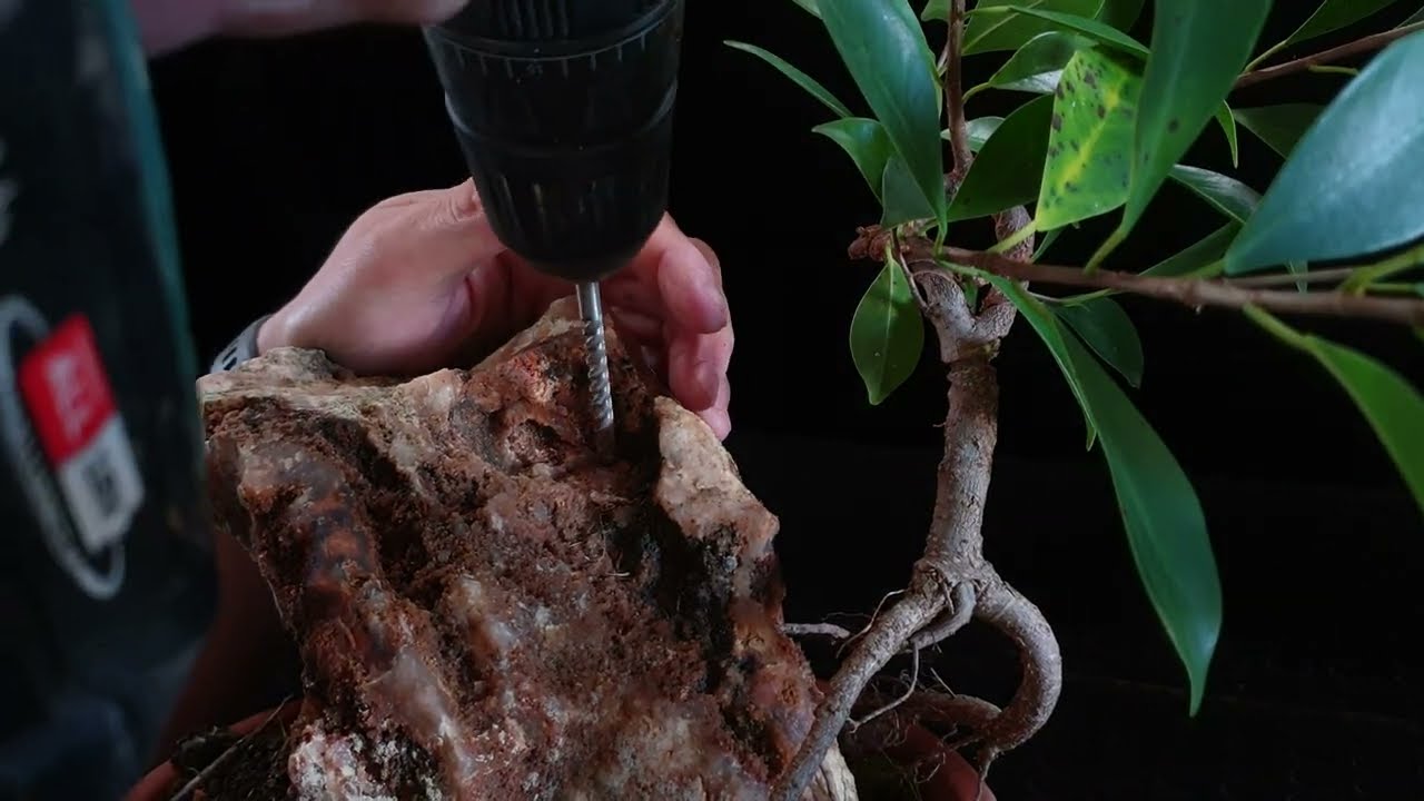 T&eacute;cnica japonesa para enraizar bonsai en roca PRIMERA PARTE