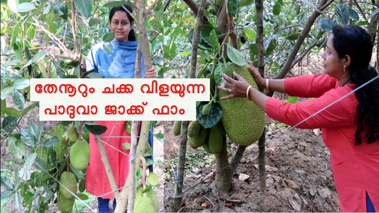 അടുക്കളത്തോട്ടത്തിലും വര്‍ഷം മുഴുവന്‍ ചക്ക Jack Fruit Farming Malayalam