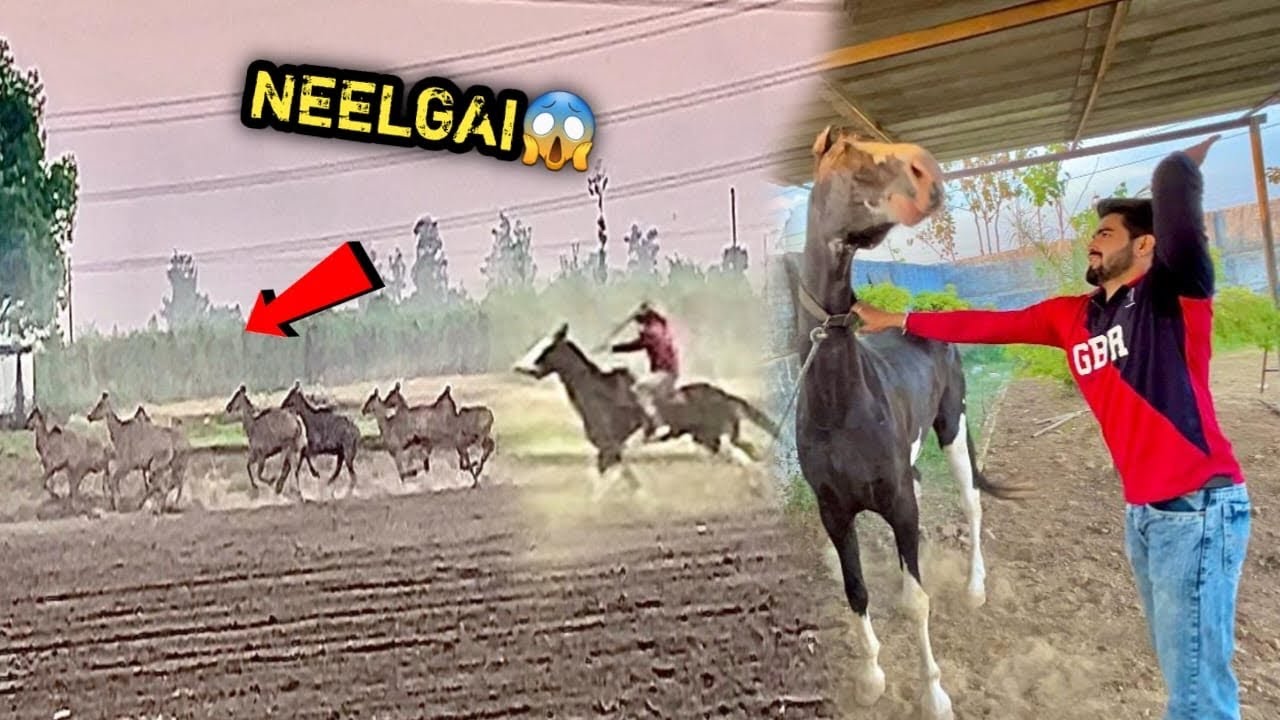 RAJRANI Neelgai Ko Pakadne Waali Thi 😱?