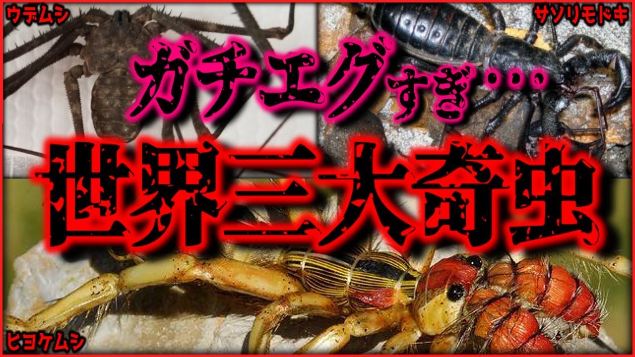 【閲覧注意】奇怪な虫の頂点！　ペットにもオススメの世界三大奇虫【ヒヨケムシ・ウデムシ・サソリモドキ】【ゆっくり解説/作業用BGM/睡眠用/9割が知らない】