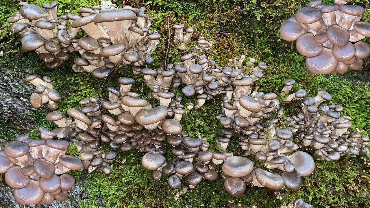 หิมะละลายแล้วเห็ดนางรมอ่อนเป็นตับๆๆ # อ่อนสวยมาก # oyster mushrooms.11/12/23.