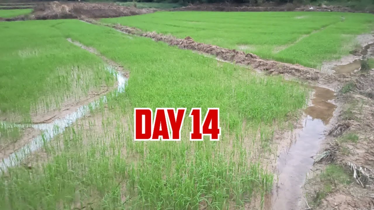Kailan Mag-Aabono ng Unang Fertilizer sa Palay? Transplanted vs Direct-Seeded