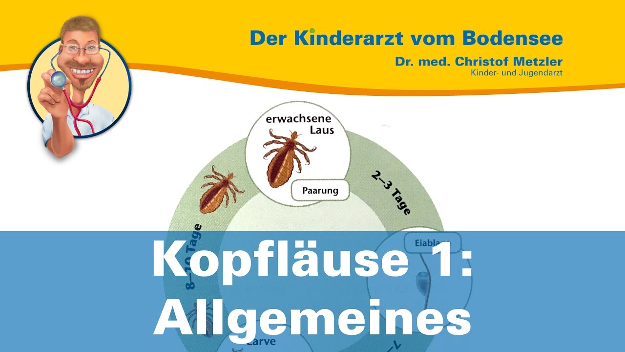 Kopfläuse 1: Allgemeines - Der Kinderarzt vom Bodensee