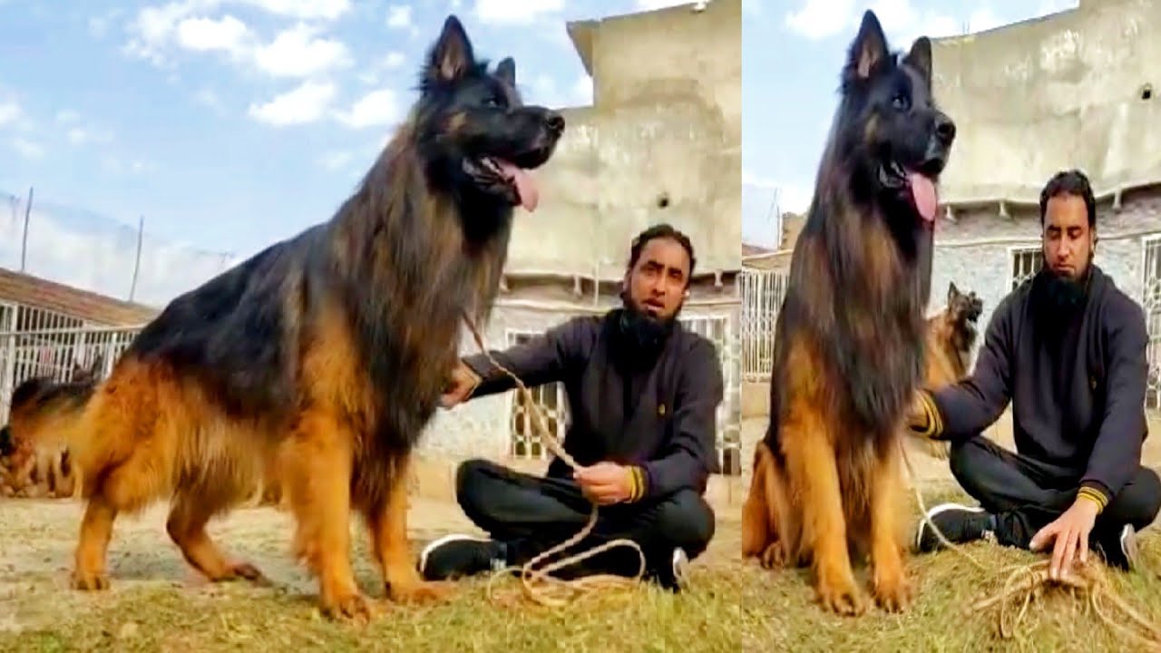1 Biggest German Shepherd Male Dog 5 GSD Female Dogs @Hsn-Entertainment