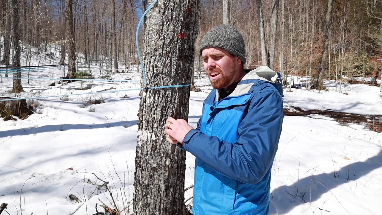 Cornell Maple Research Part 2