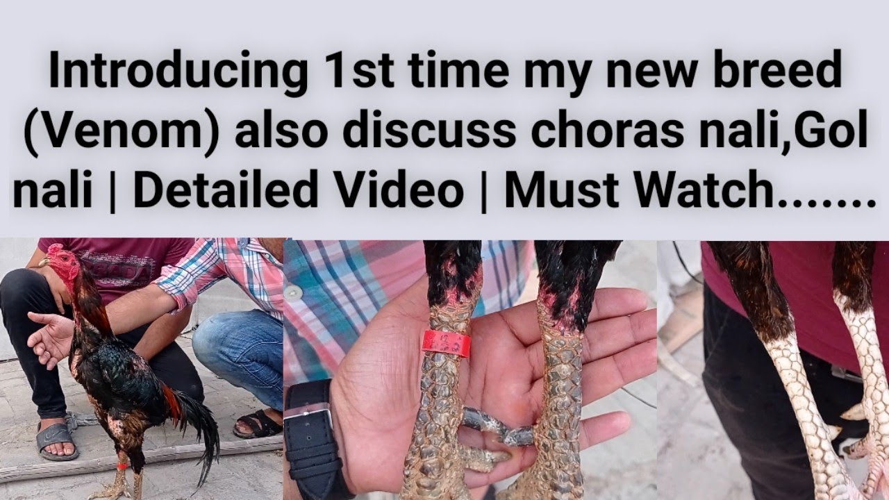 Introducing 1st time my new breed (Venom) also discuss choras nali,Gol nali | Detailed Video....