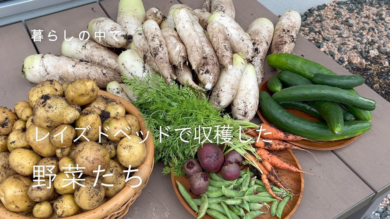 レイズドベッドで収穫した野菜たち
