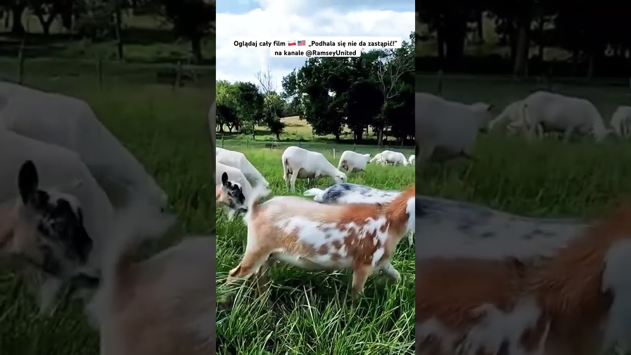 🐑👨&zwj;🌾 Jak prowadzę ekologiczny wypas owiec #rolnictwo #ekologia #rolnik #ramseyunited #owc #wypas