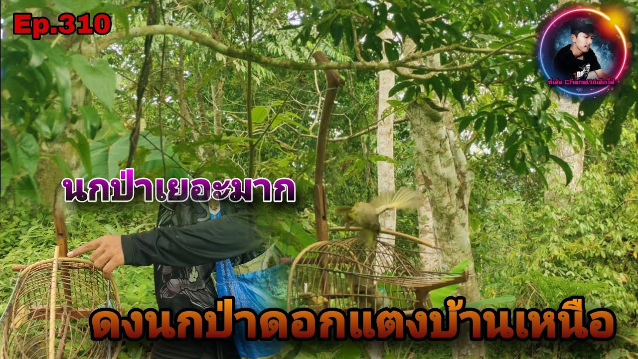 เสียงนกดอกแตงEp.310เดินทางไปต่อนกป่า มีนกป่าดอกแตงเยอะมากถิ่นบ้านเหนือ (Stripe-throated Bulbul)