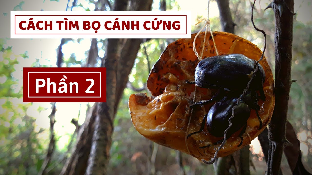 T&Igrave;M BỌ C&Aacute;NH CỨNG | Phần 2