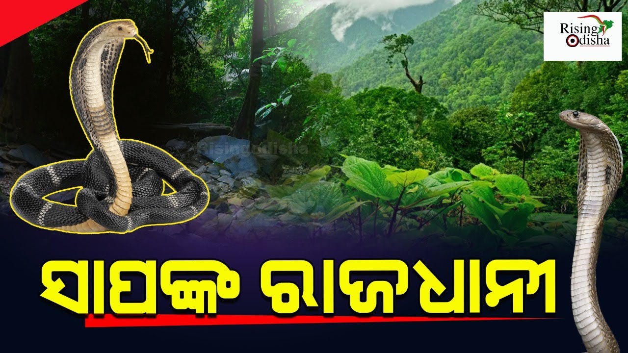 ସାପଙ୍କ ରାଜଧାନୀ | Viral Story | Rising Odisha